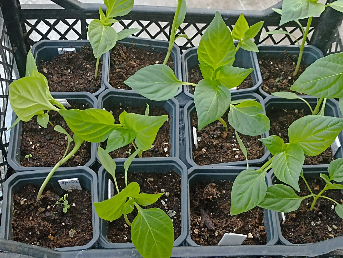 Четыре вида сладких перцев с 100% всхожестью. Из 3 семян взошли 3. Фото автора