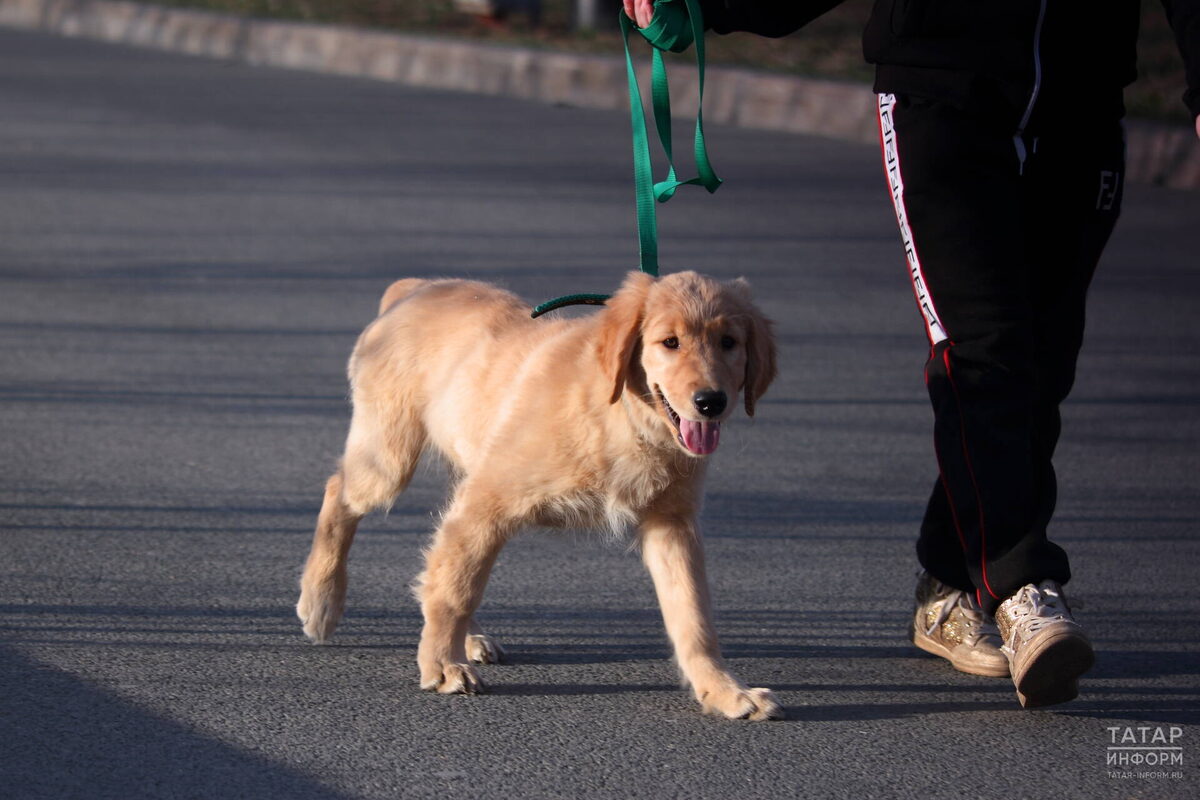 Фото: © «Татар-информ»