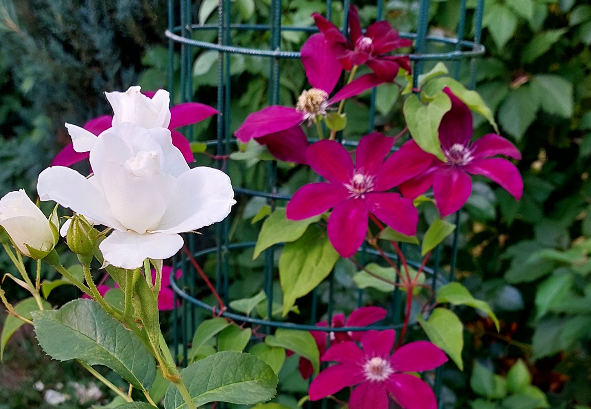 Карт Бланш. Флорибунда. И Клематис Руж Кардинал 