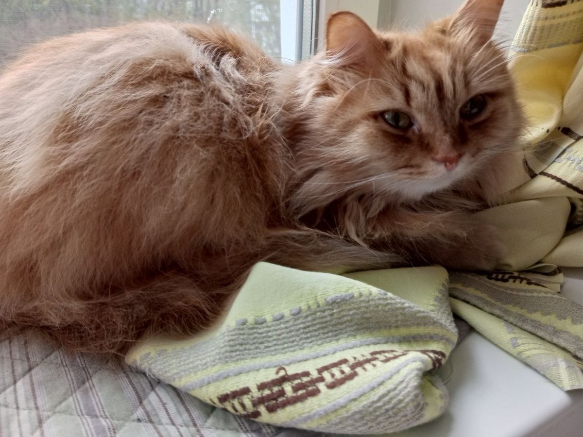 У Муската имеется и то и другое