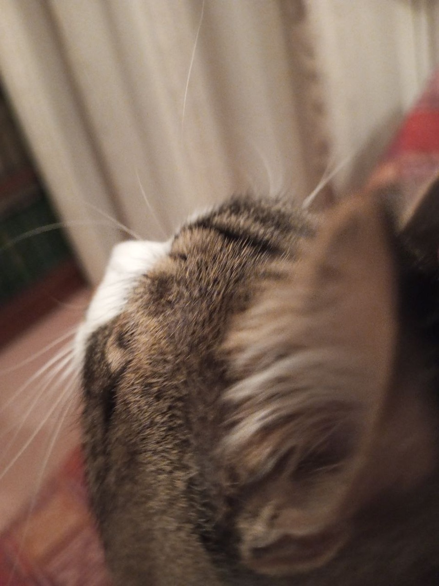  Всё можно увидеть: усы, вибрисы на глазами и в ушах