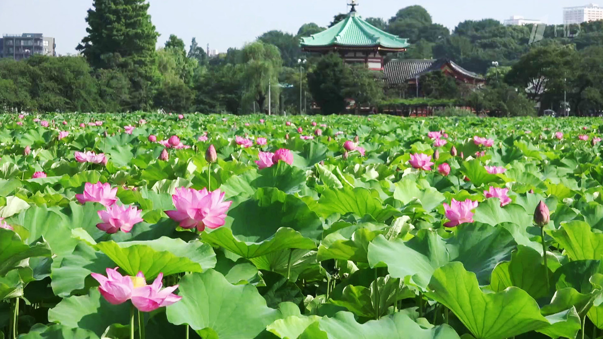 Лотосовый оазис