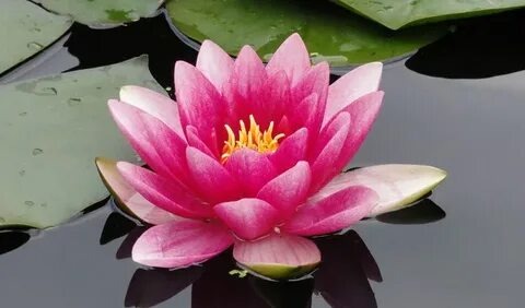 Прекрасный Лотос