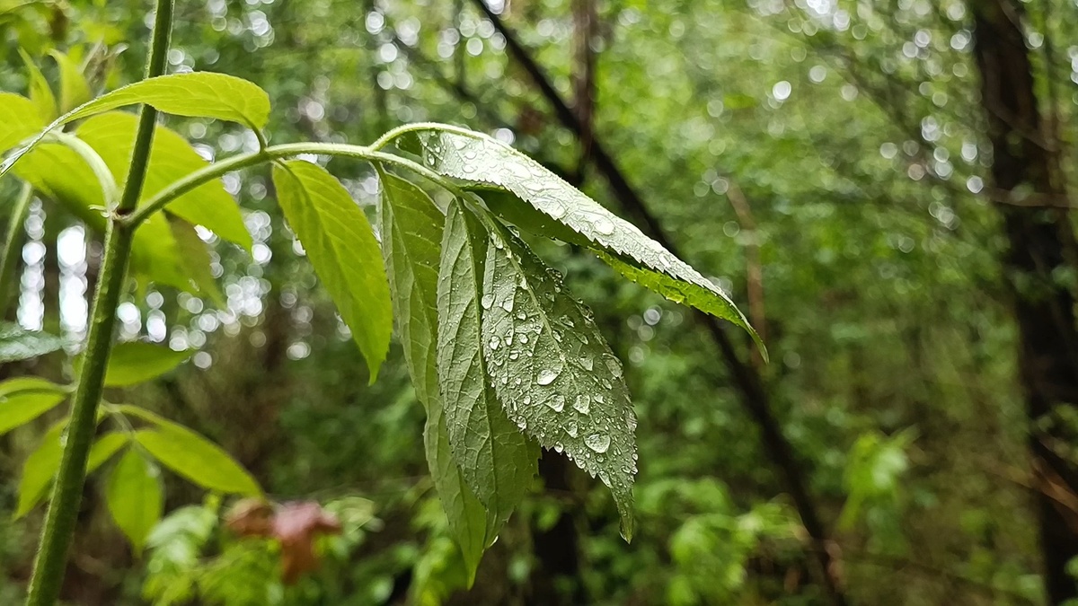 Капельки дождя на листочках.