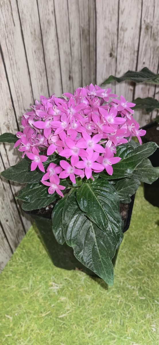 Первое цветение спустя 3 месяца от посева