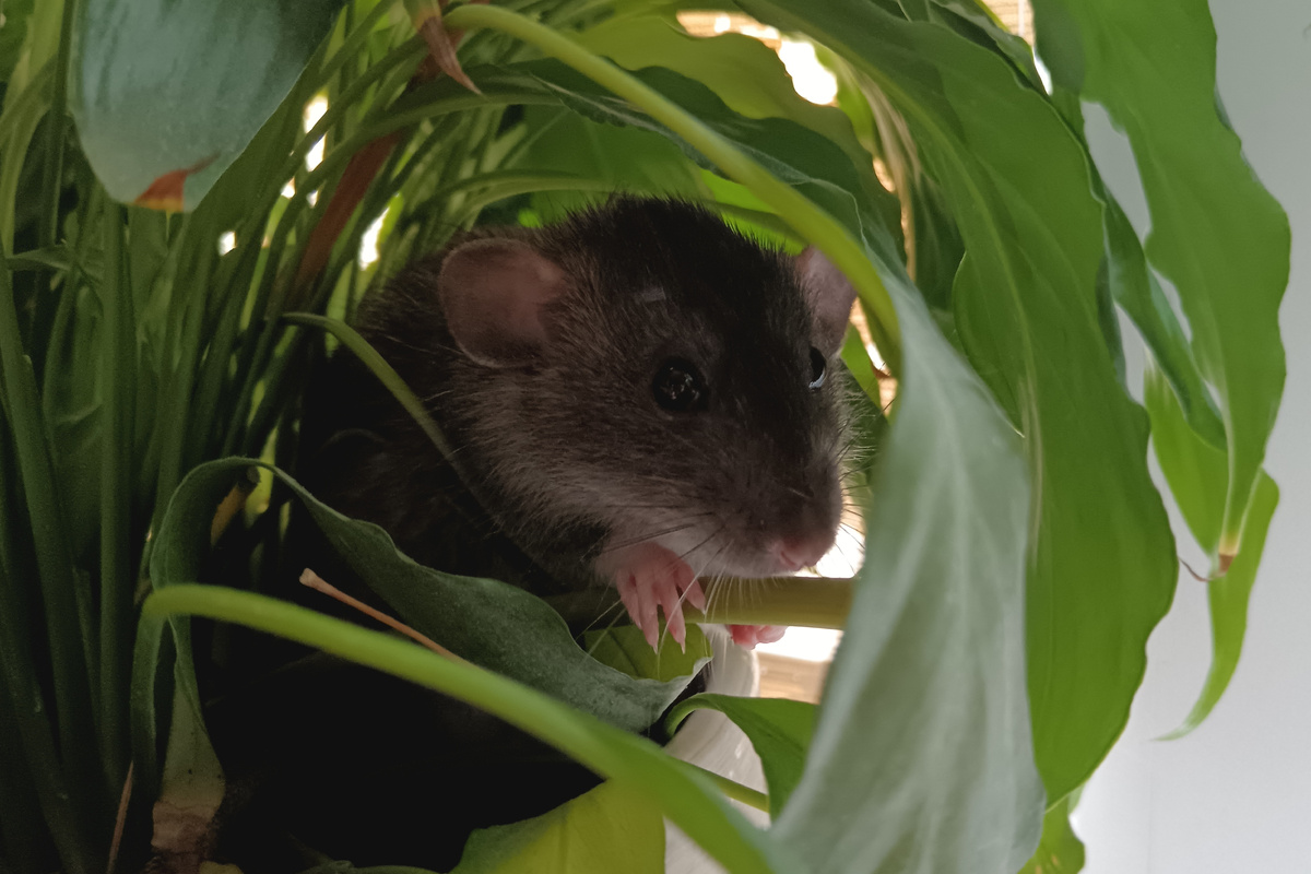 Вот такой ушастик у меня сейчас 