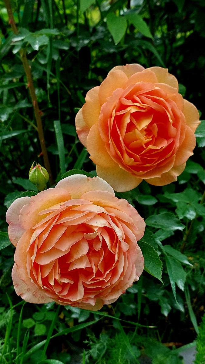 Леди оф Шалот. "Остинка"