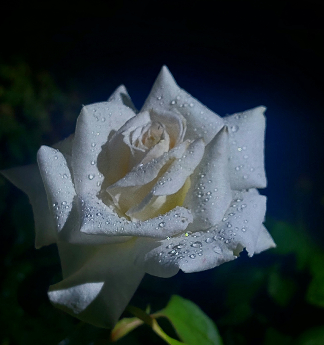 Аннапурна. Ч/г роза. Ночная съемка.