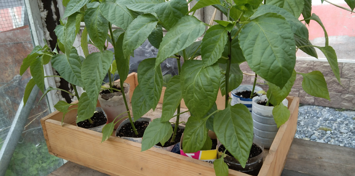 Рассада перцев, семена брала с покупной перчинки