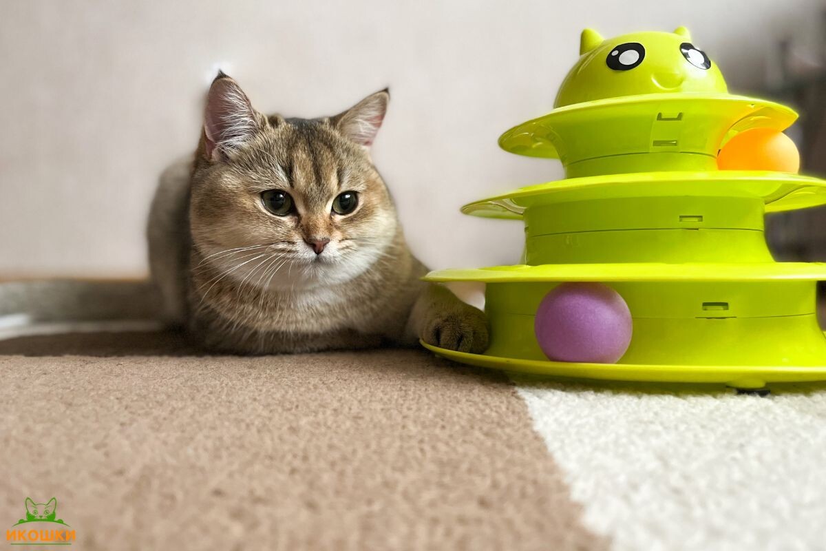 Кошка с интерактивной игрушкой