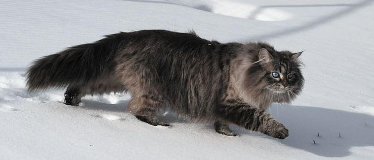 Фото из интернета просто похожей  кошки. Окрс точь-в-точь, шерсти поменьше чуть-чуть.