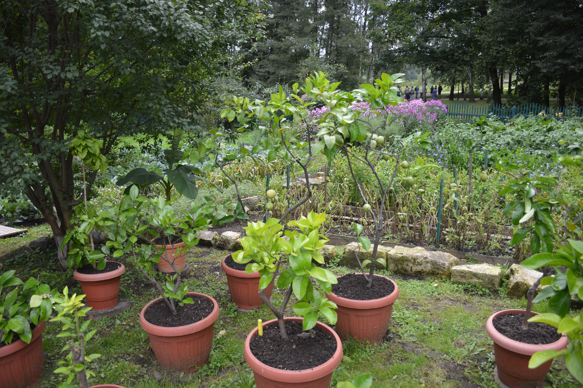 Лимонные и фиговые деревца