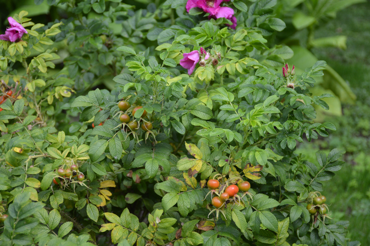 Все фотографии в статье мои и сделаны в августе 2024