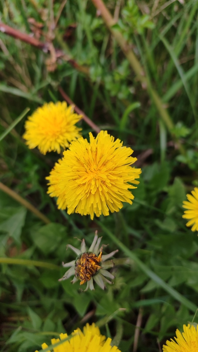 Одуванчик полевой. Он же голова куколки с идеальными локонами. Он же часть весеннего венка. Он же главная составляющая вина из одуванчиков. 