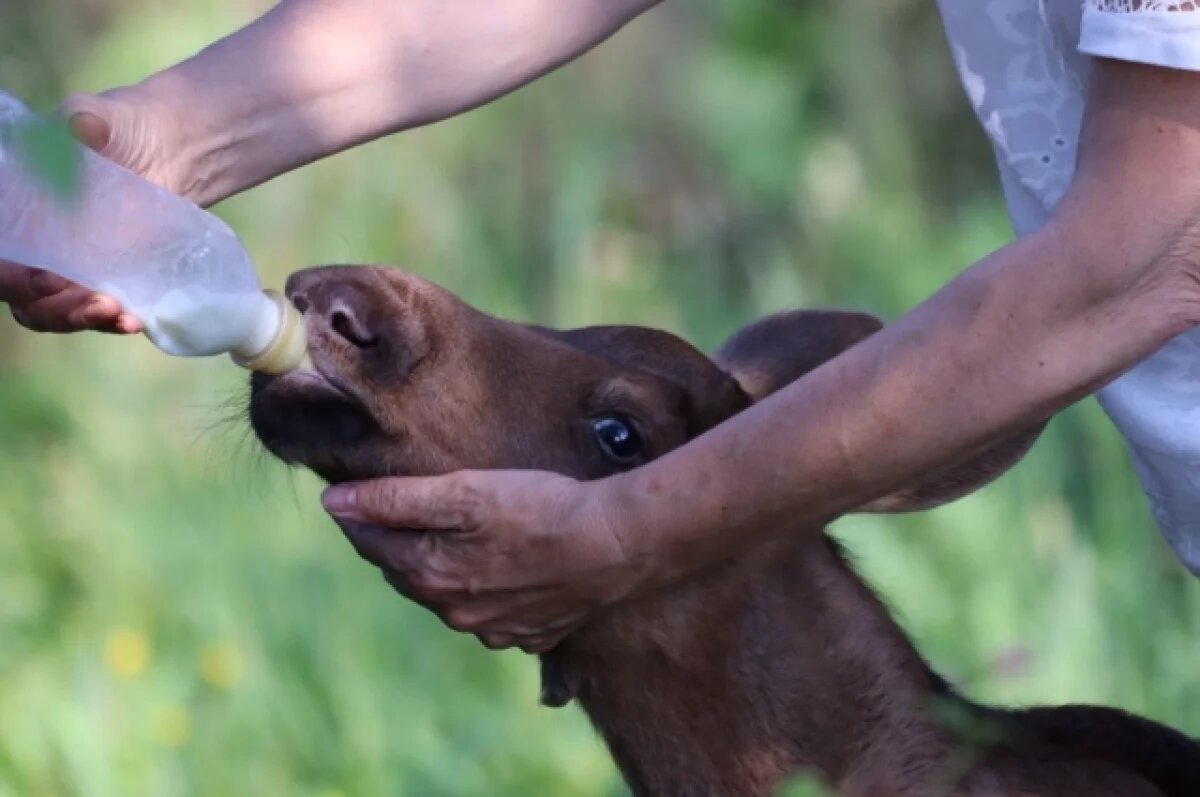    Осиротевшего лосёнка спасли люди в Воскресенском округе