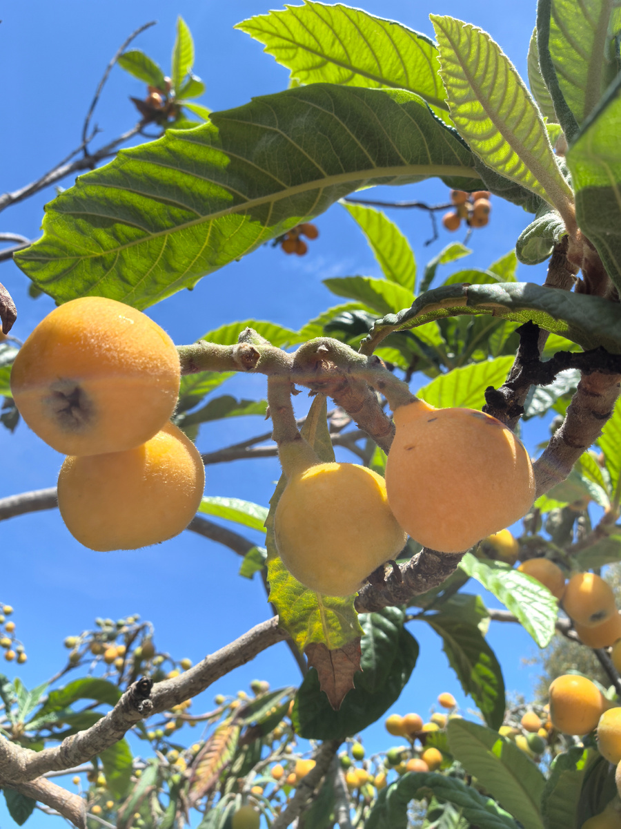 Мушмула спеет в Турции. Не пробовала ни разу.