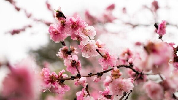    © Пресс-служба КФУ им. Вернадского