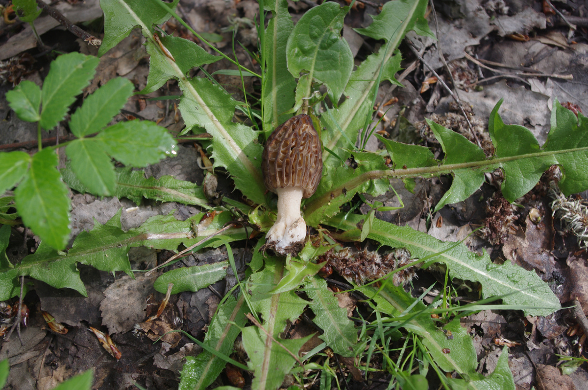 Сморчок настоящий