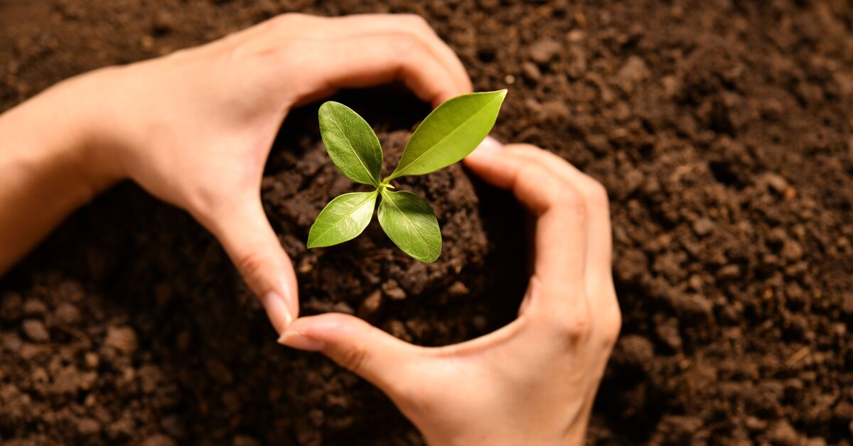 Росток Нового Века