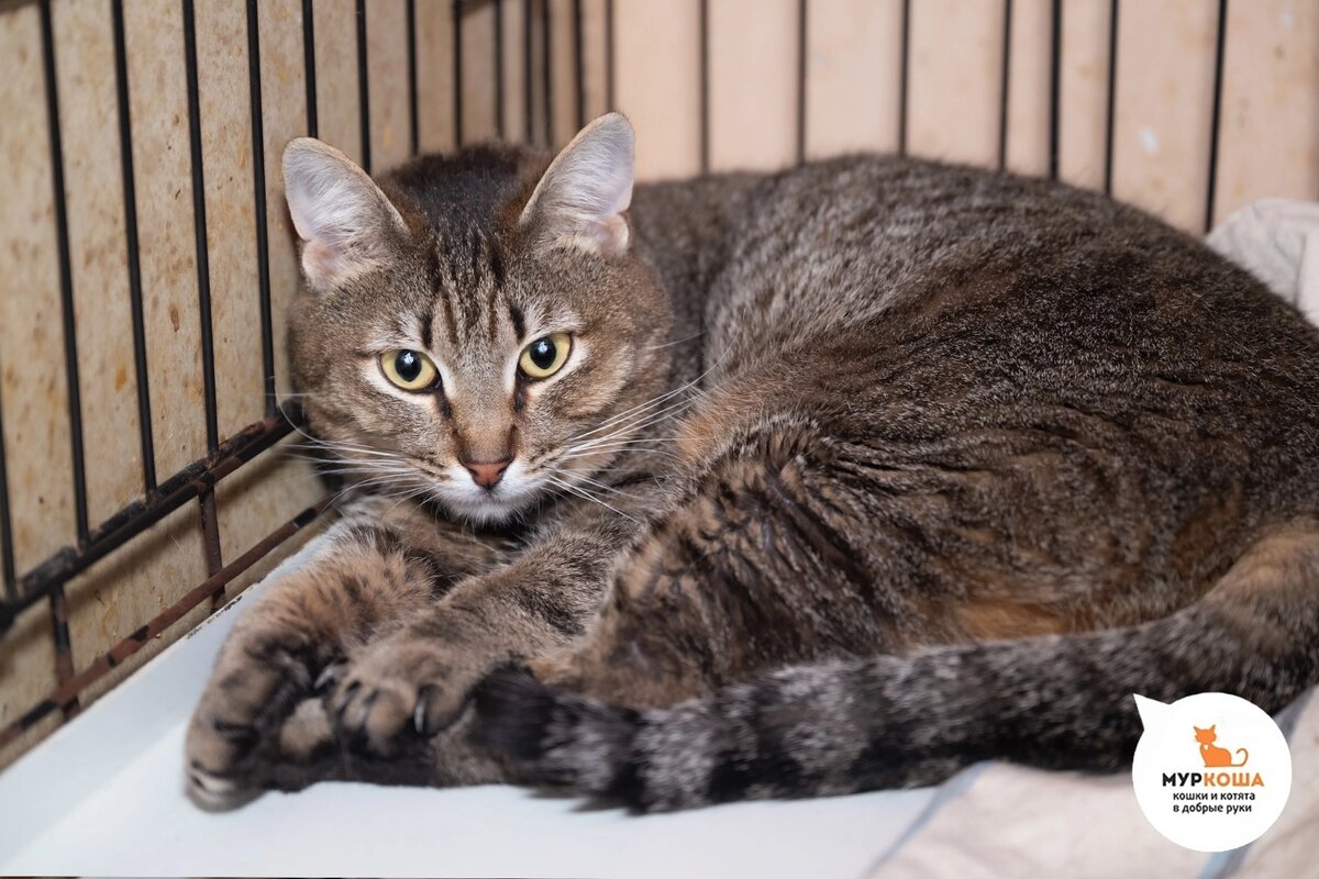 Милый Мафин домашний котик.