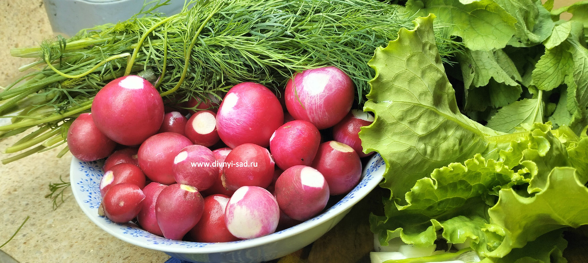 моя редиска укроп и салатик