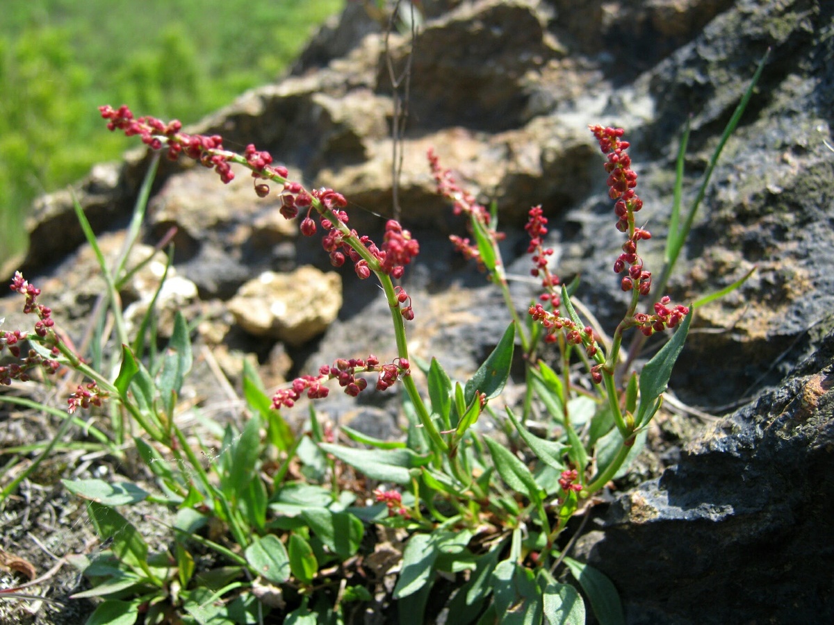 Крошечное растение щавелëк с яркими соцветиями-бусинами. 