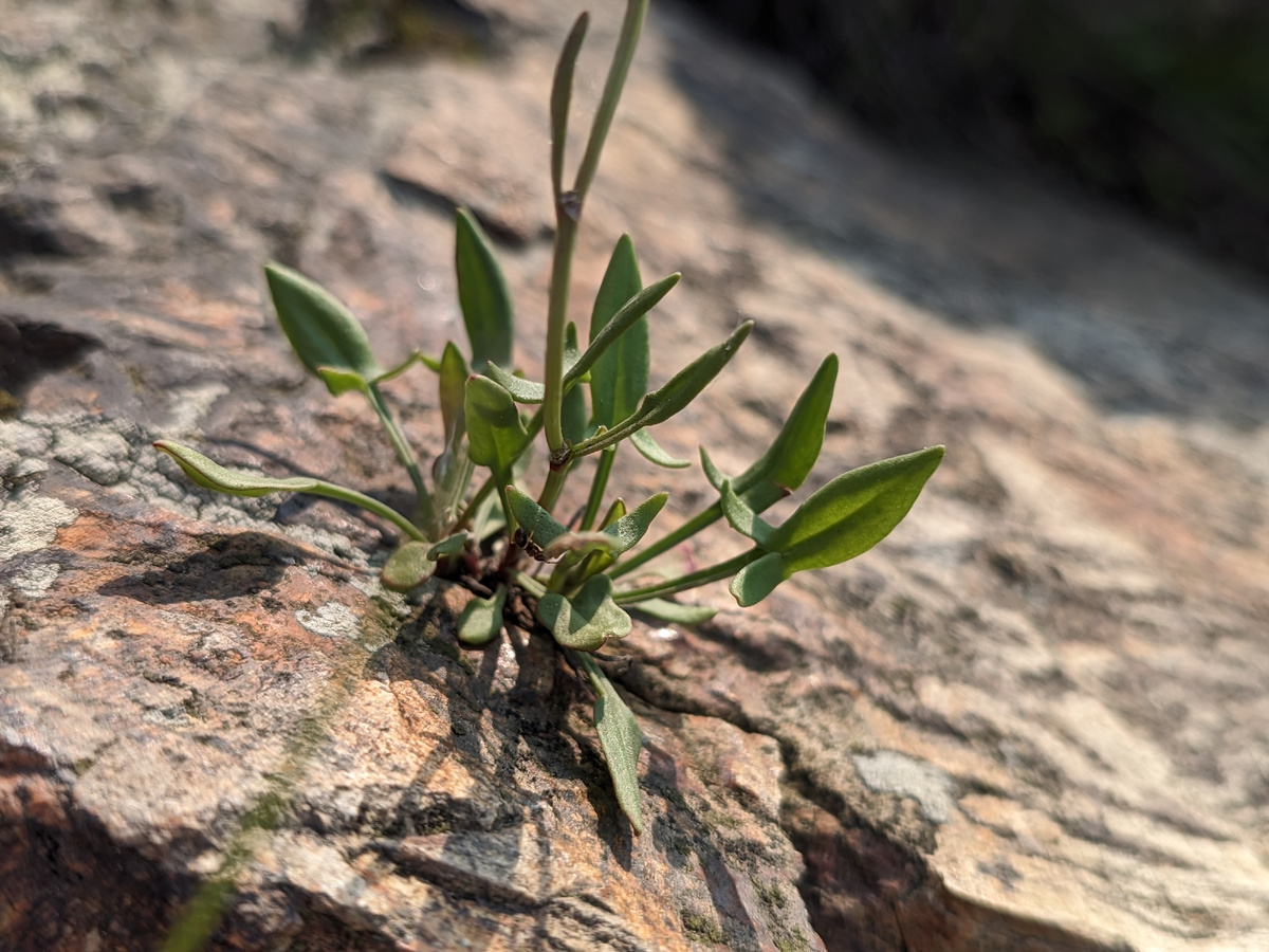 Листики щавелька с расходящимися острыми концами у черешка красивы. Невероятно, но растение как-то укоренилось в этой тесной расщелине. 