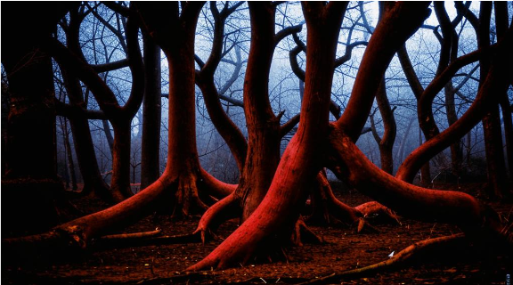 Рассказ в стиле фэнтези о природе войны эльфов с орками. Автор: Дмитрий Шумихин.