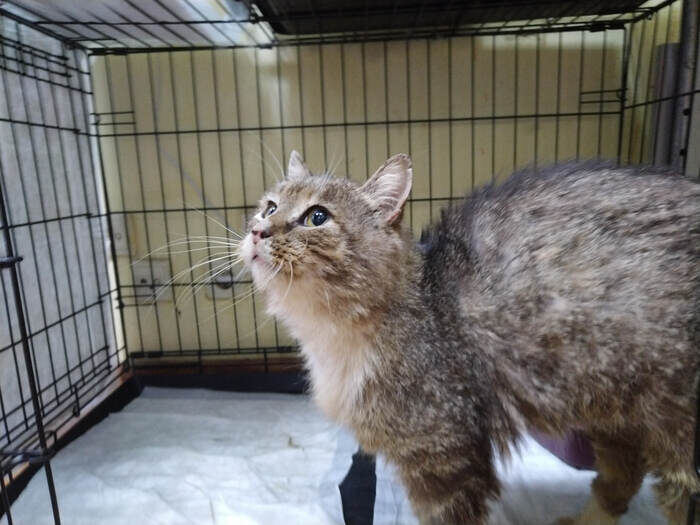 Вот такой невинный взгляд у нашего красавца-разорителя