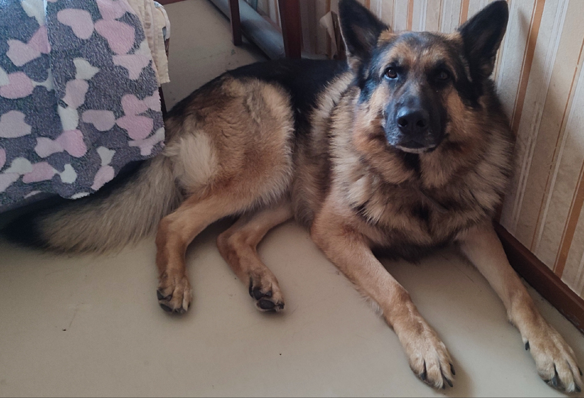 Извиняй  хозяйка, но сегодня я сугубо домашний пёс. 