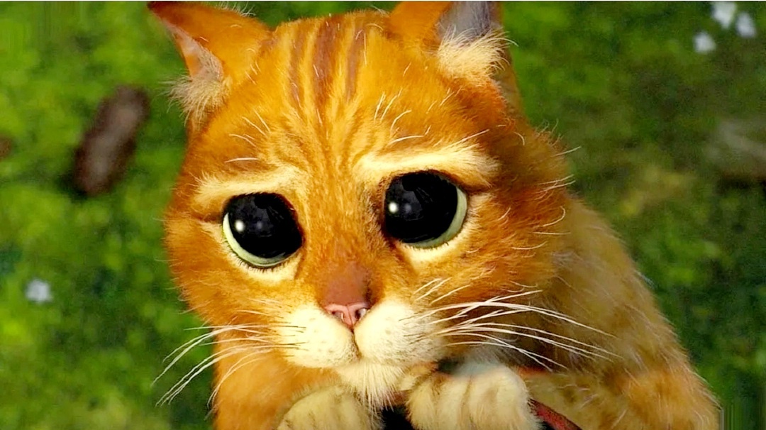 Фирменный взгляд кота из свободного источника интернета.
