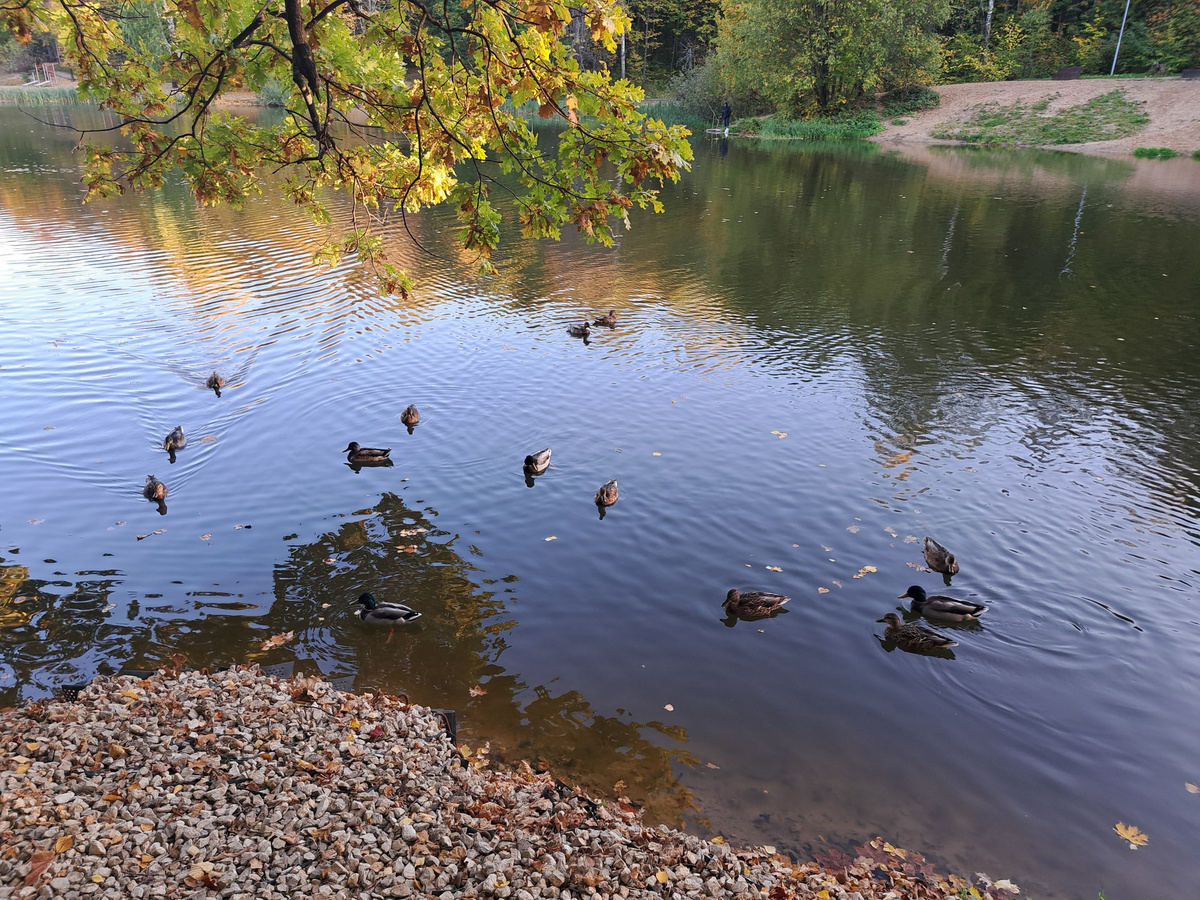 Колебания водности водного объекта связывают с сезонными изменениями.  Фото: Фото: ФедералПресс / Вера Романескул
