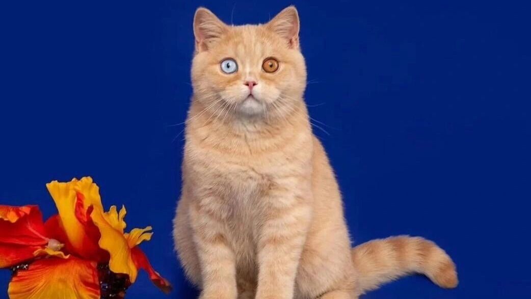     Источник: Авито