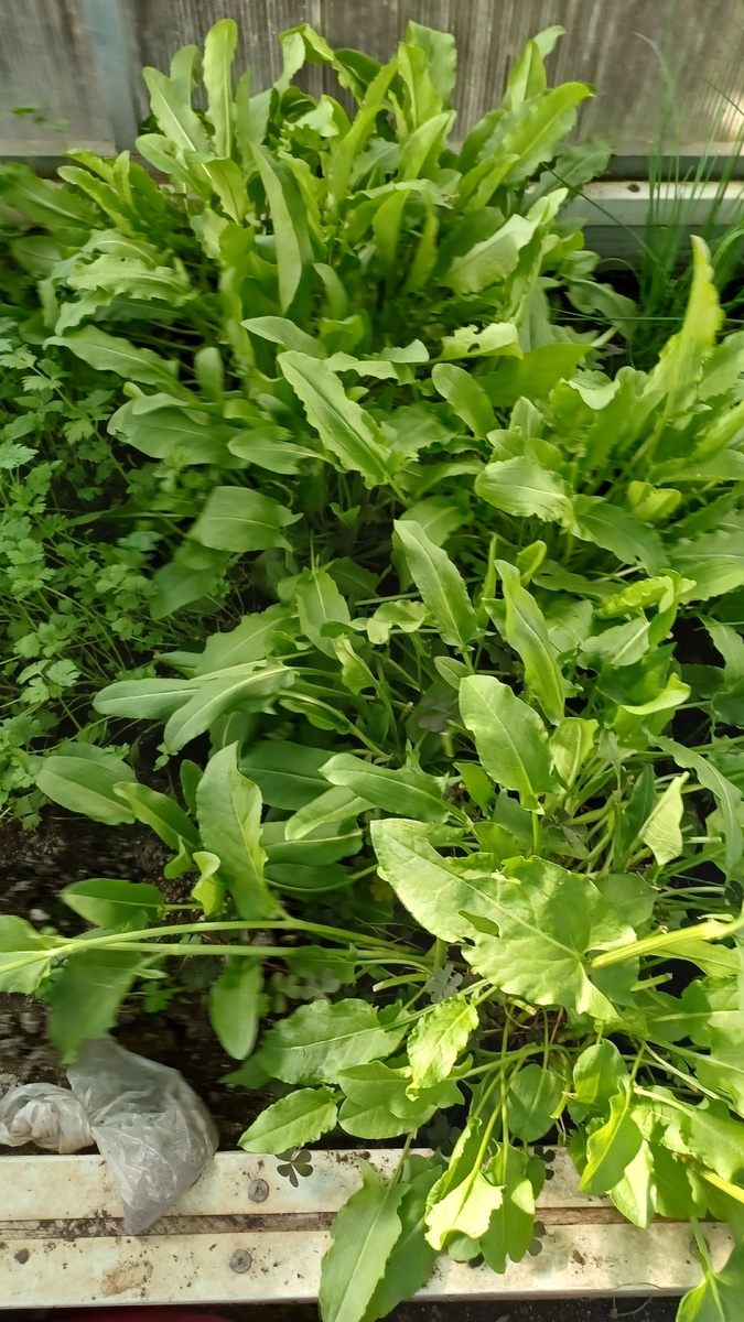 Фото автора щавель