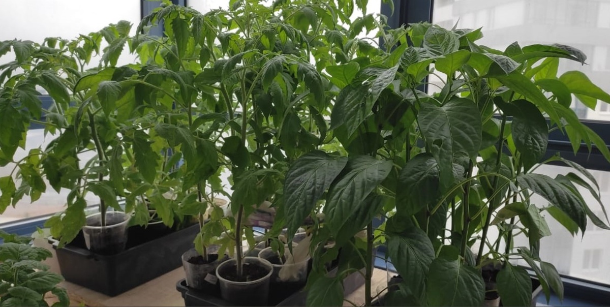 Рассада. Даже перцы протестуют. Начали перерастать. Обычно они покладистые и послушные.