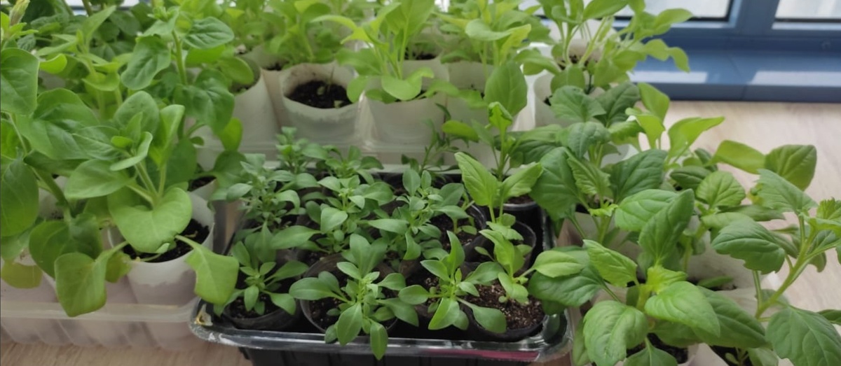 Цветочная рассада