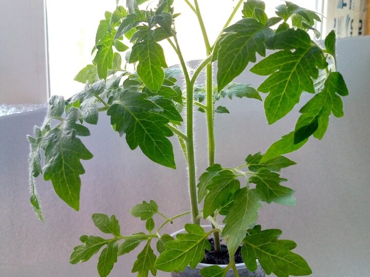 А если листья обрезать? Зачем на вытягивающейся рассаде томата обрезать листья: 3 момента “стрижки” и что говорят агрономы