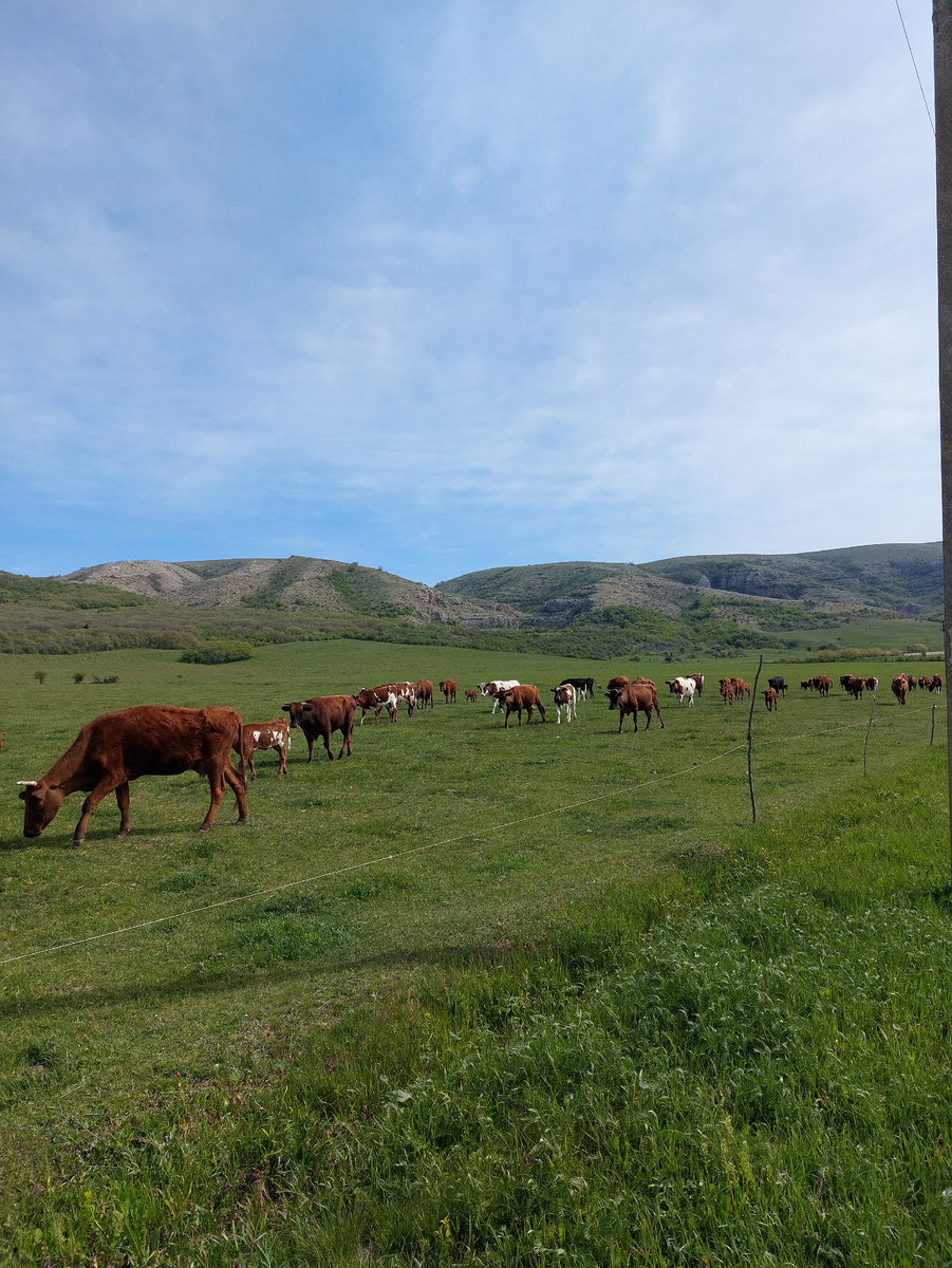 Стадо коров. Лет 30 не видела такого