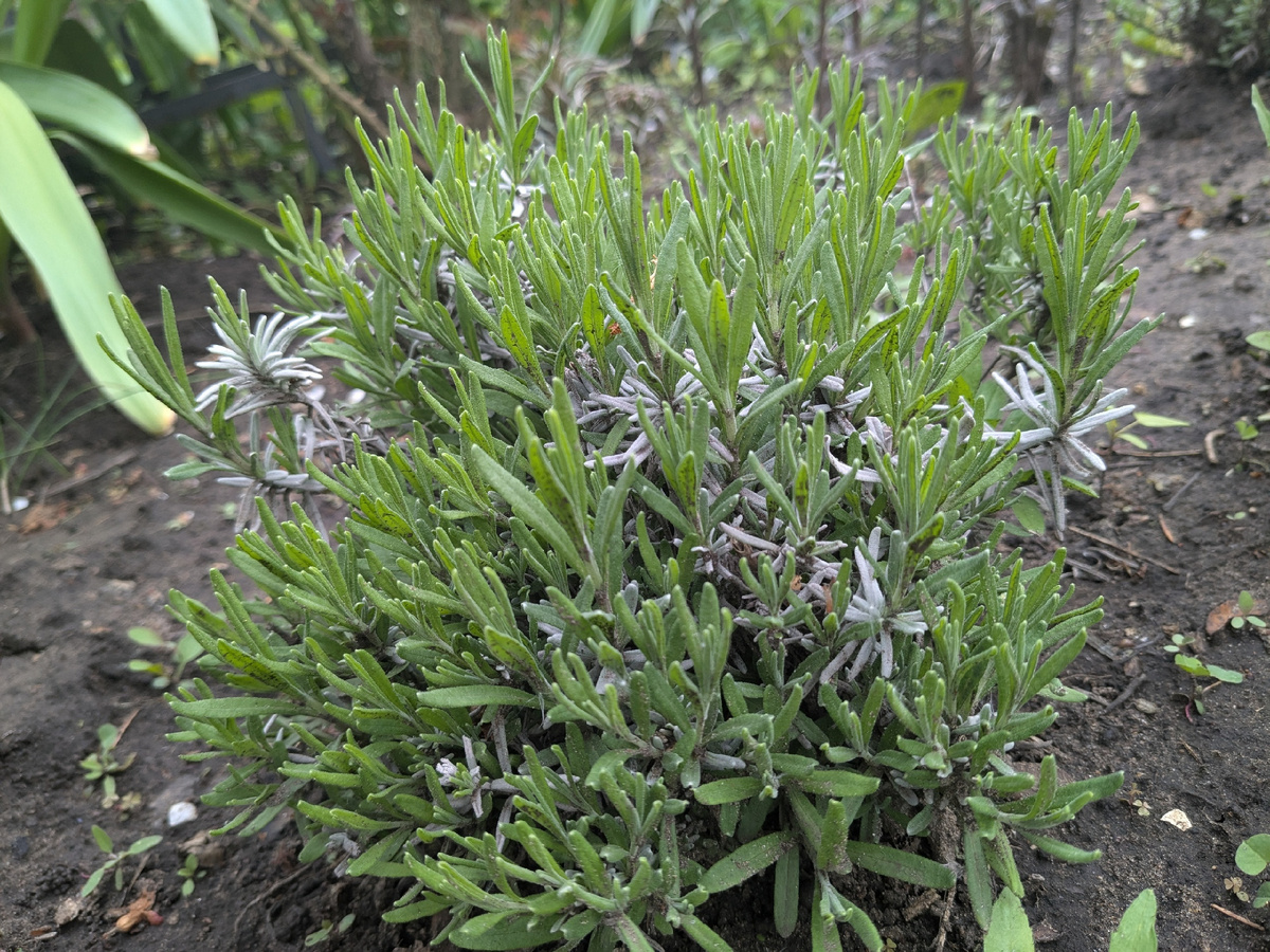 Лаванда сегодня