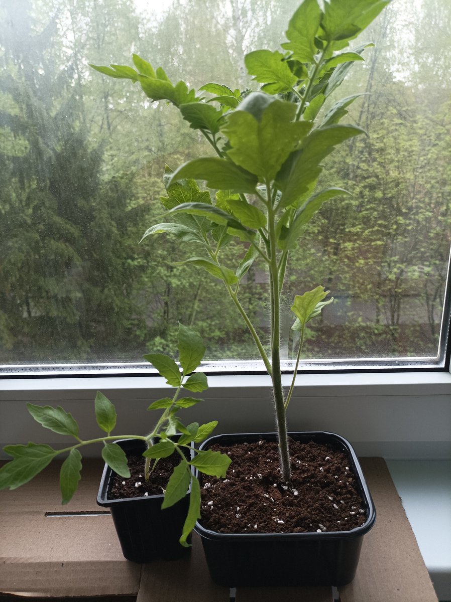 Сильный и слабый саженец.