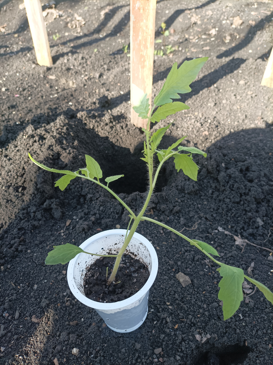 Саженец для посадки