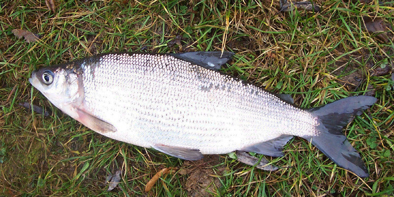 Пелядь (Coregonus peled) — рыба рода сигов.
