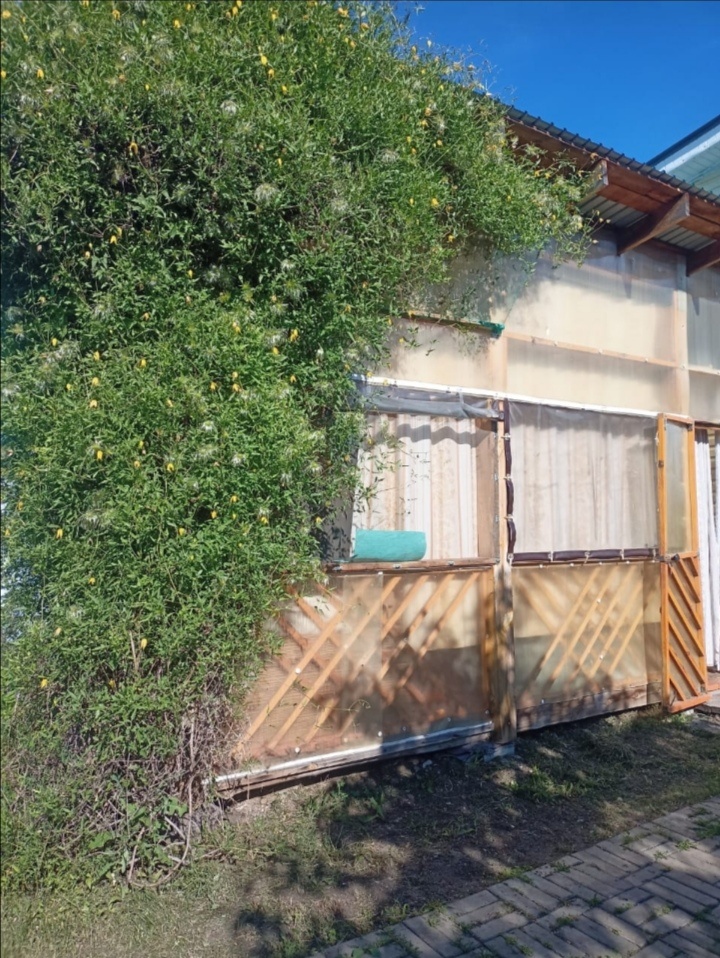 Клематис тангутский 