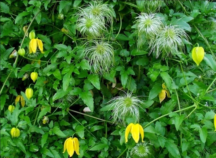 Клематис тангутский осенью 