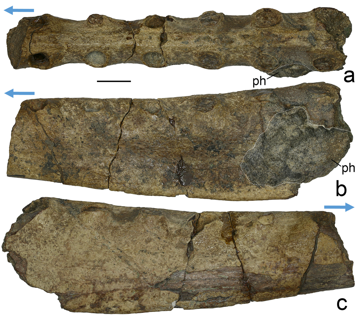 Голотип Саратовии с дорсальной и боковых проекций