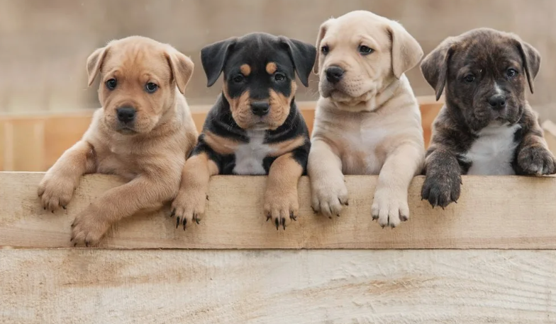 Детство Собаки там, где всё начинается с носа