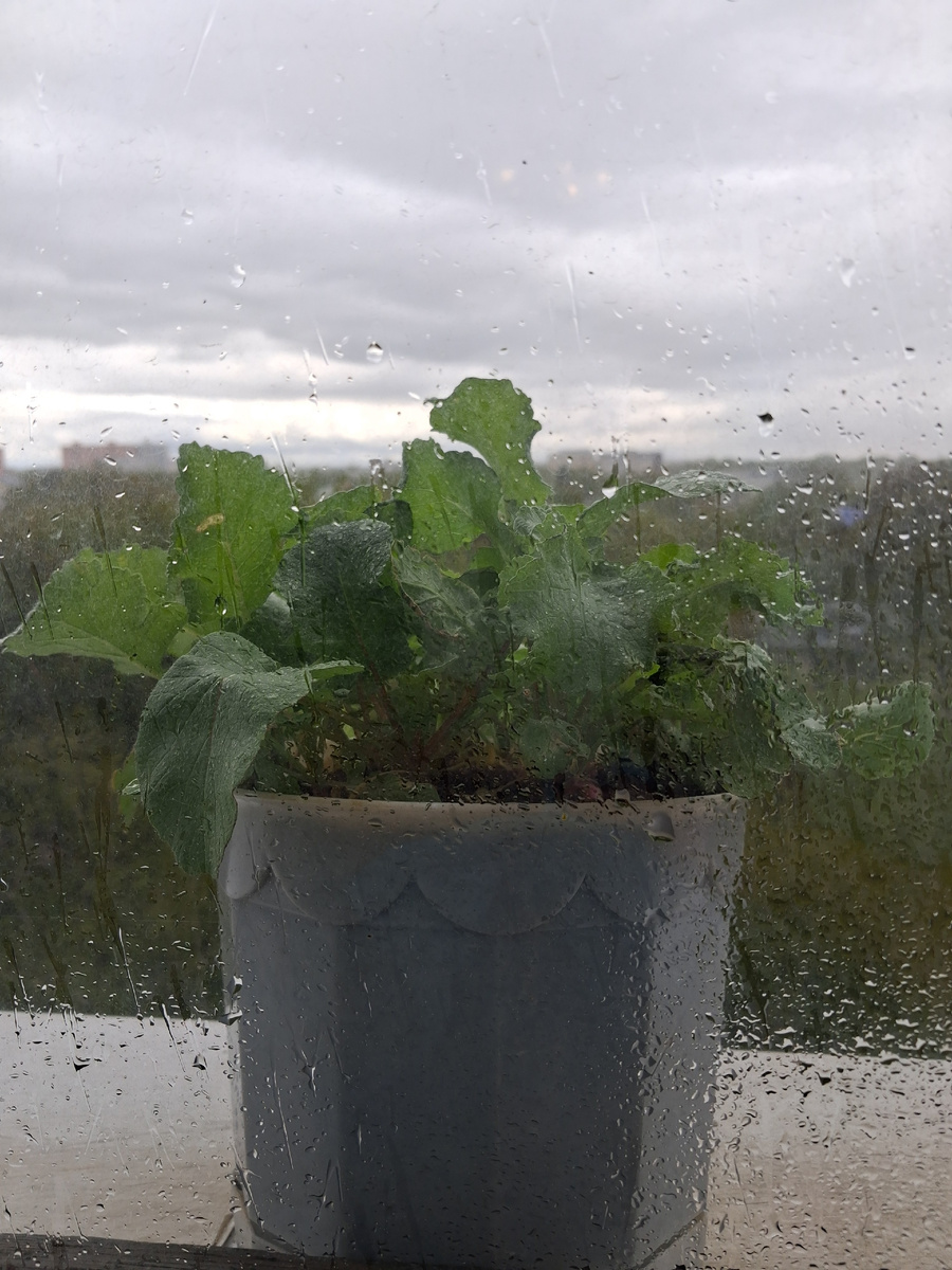 Горшочек на карнизе. Фото автора.