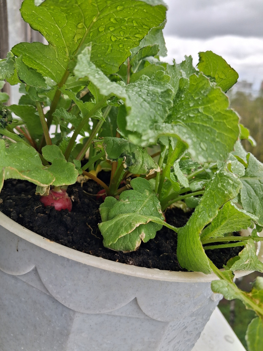 Растет моя редисочка! Фото автора.