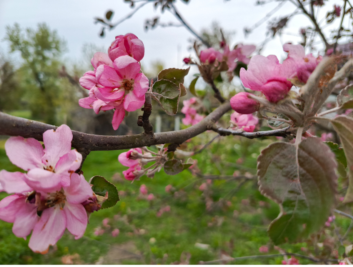 Яблонька цветет)