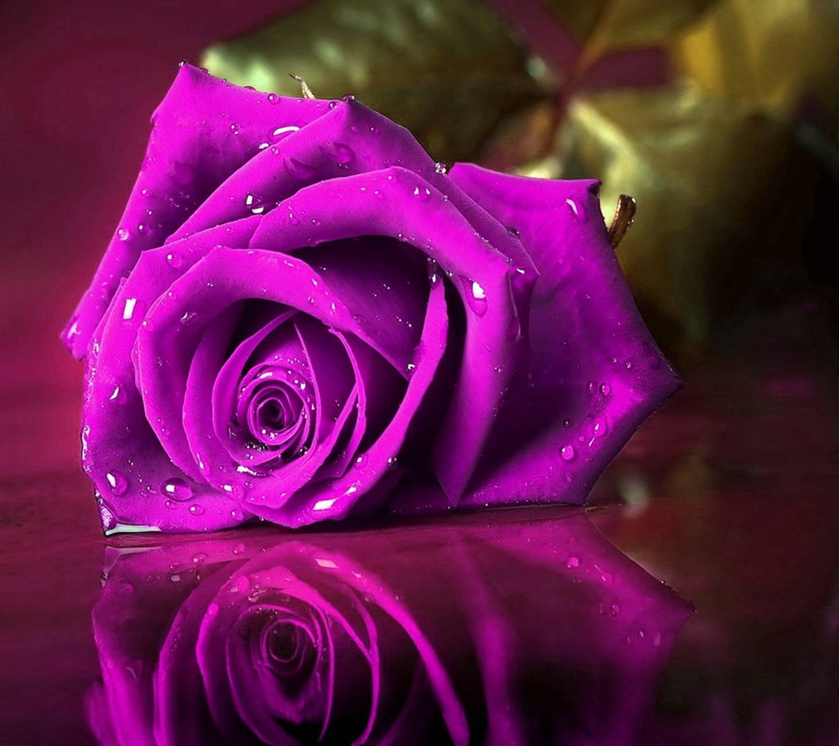 Картинка найдена на просторах интернета, ссылка: https://yandex.ru/images/search?from=tabbar&img_url=https%3A%2F%2Fprodigits.co.uk%2Fthumbs%2Fwallpapers%2Fp2ls%2Flove-romance%2F45%2Fbd2381e712603107.jpg&lr=103814&p=1&pos=39&rpt=simage&text=%D0%BF%D1%83%D1%80%D0%BF%D1%83%D1%80%D0%BD%D1%8B%D0%B9%20%D1%81%D1%82%D1%80%D0%B0%D1%81%D1%82%D1%8C%20%D1%80%D0%BE%D0%B7%D1%8B%20%D0%BD%D0%B0%20%D0%B2%D0%B5%D1%82%D0%BA%D0%B5%20%D0%BA%D1%80%D0%B0%D1%81%D0%B8%D0%B2%D1%8B%D0%B5%20%D1%84%D0%BE%D1%82%D0%BE